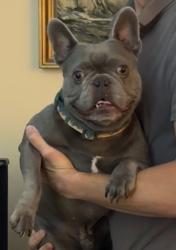 Lost Male Dog last seen Swannanoa Drive, Greensboro, Greensboro, NC 27410