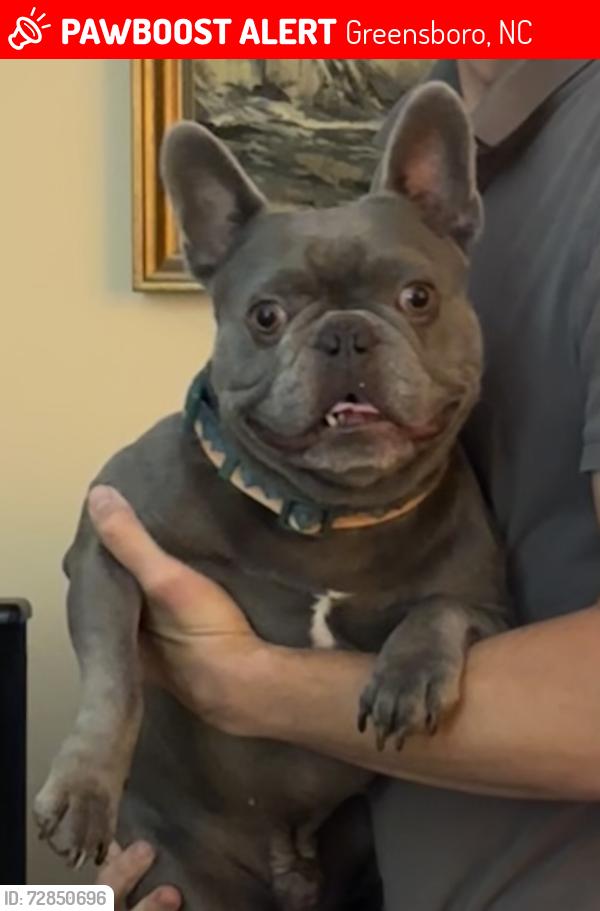 Lost Male Dog last seen Swannanoa Drive, Greensboro, Greensboro, NC 27410