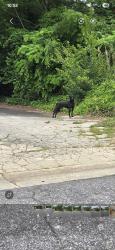 Found/Stray Male Dog last seen Corner of Whitehall and Randall st, 29609, Greenville, SC 29609