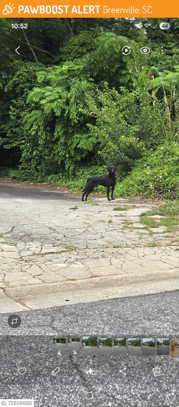 Found/Stray Male Dog last seen Corner of Whitehall and Randall st, 29609, Greenville, SC 29609