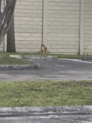 Found/Stray Unknown Dog last seen 14th ave, Fort Lauderdale, FL 33304