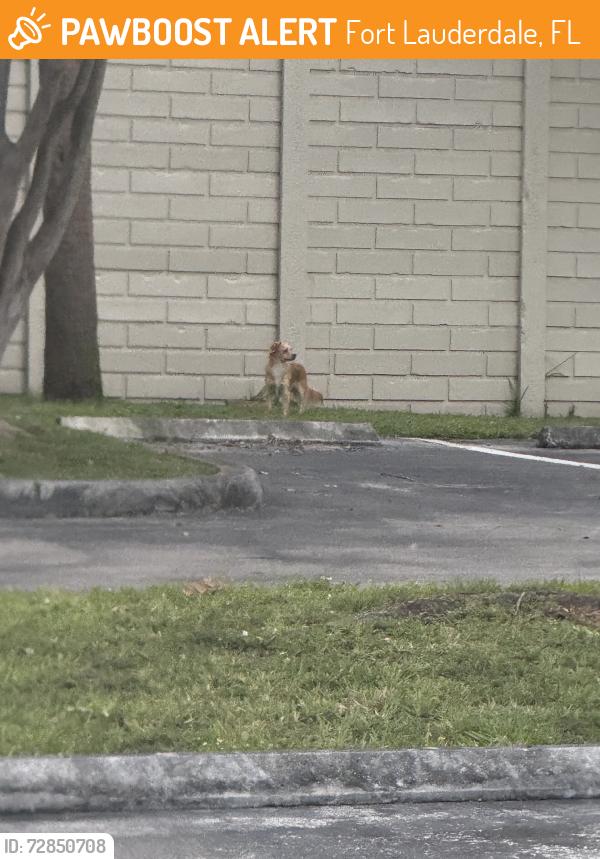 Found/Stray Unknown Dog last seen 14th ave, Fort Lauderdale, FL 33304