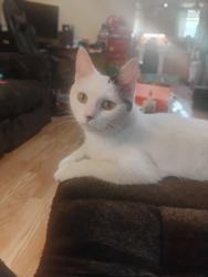 Lost Female Cat last seen Spring garden ave and high st, Pittsburgh, PA 15212