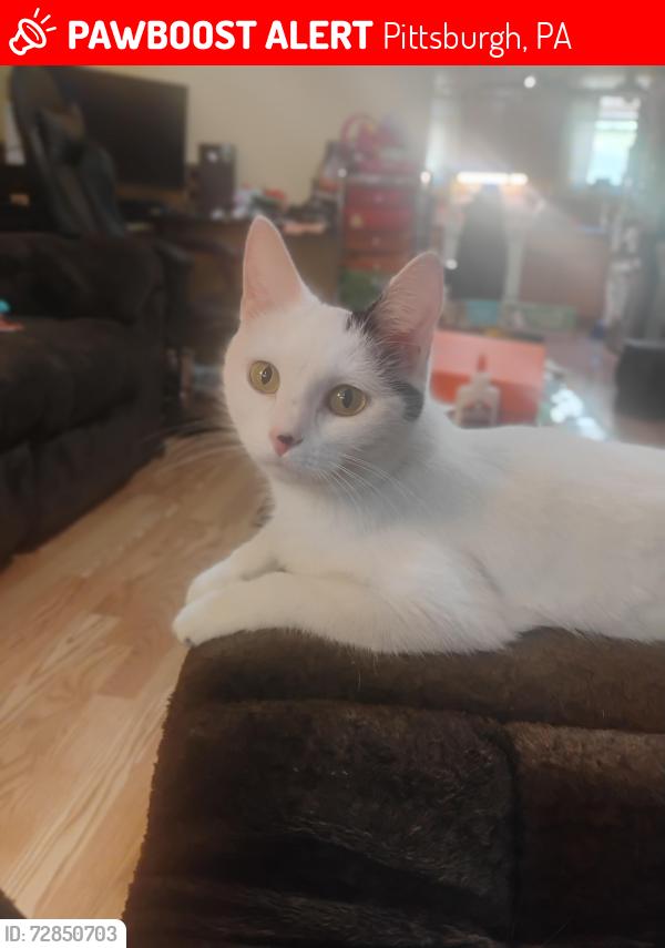 Lost Female Cat last seen Spring garden ave and high st, Pittsburgh, PA 15212