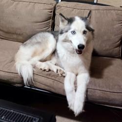 Lost Female Dog last seen Near Vermont avenue, Lakeland, FL 33803