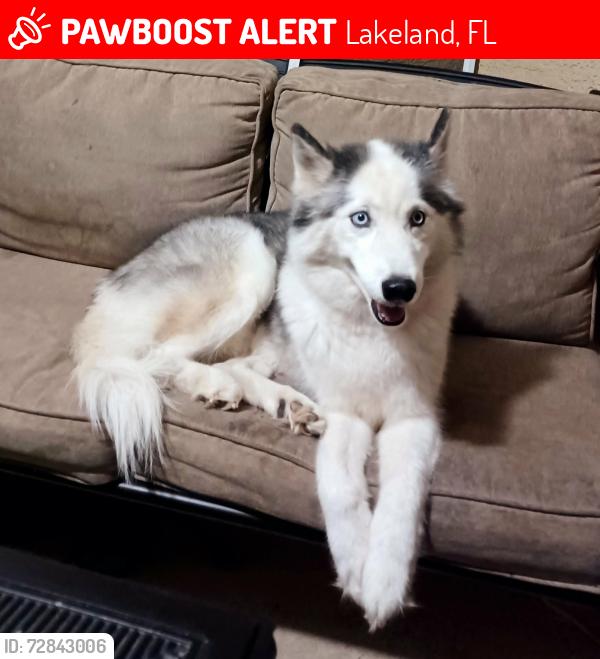 Lost Female Dog last seen Near Vermont avenue, Lakeland, FL 33803