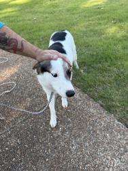 Found/Stray Female Dog last seen Hwy 178 and Victor , Olive Branch, MS 38654