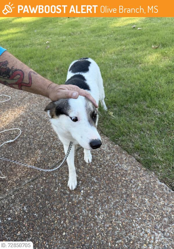 Found/Stray Female Dog last seen Hwy 178 and Victor , Olive Branch, MS 38654