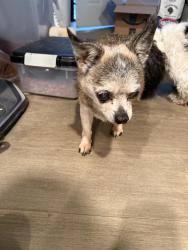 Found/Stray Unknown Dog last seen Found near Briggs Rd close to S Eureka ave, Columbus, OH 43204