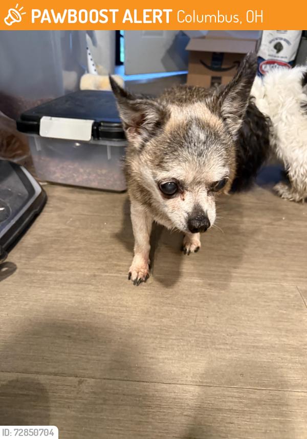 Found/Stray Unknown Dog last seen Found near Briggs Rd close to S Eureka ave, Columbus, OH 43204