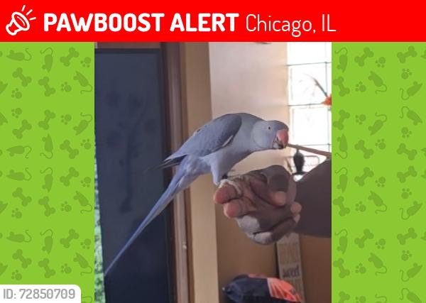 Lost Female Bird last seen Nashville and Courtland, Chicago, IL 60707