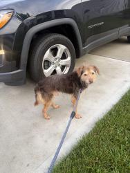 Found/Stray Male Dog last seen East Kemper Road, Cincinnati, OH 45251