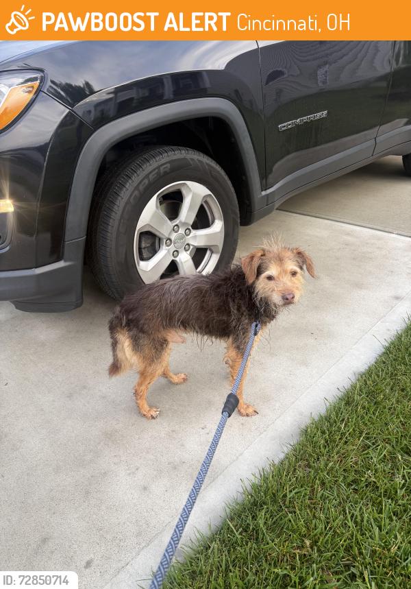Found/Stray Male Dog last seen East Kemper Road, Cincinnati, OH 45251