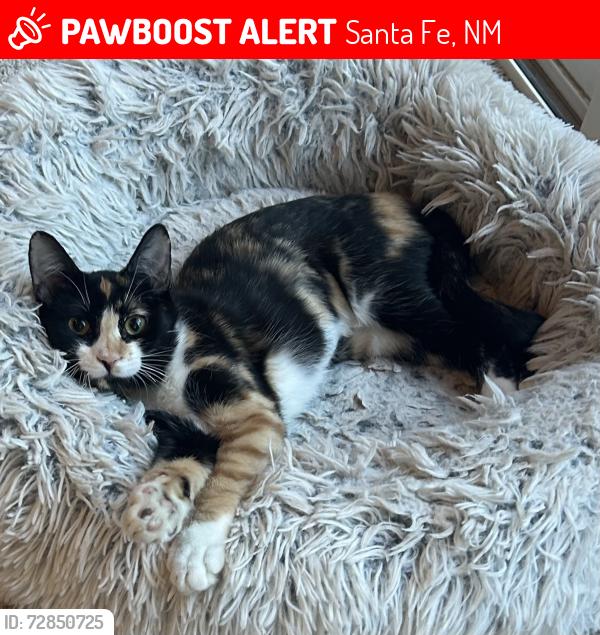 Lost Female Cat last seen Rancho Viejo Blv. , Santa Fe, NM 87508