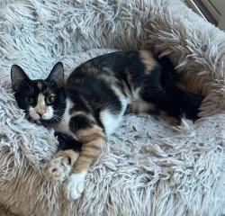 Lost Female Cat last seen Rancho Viejo Blv. , Santa Fe, NM 87508