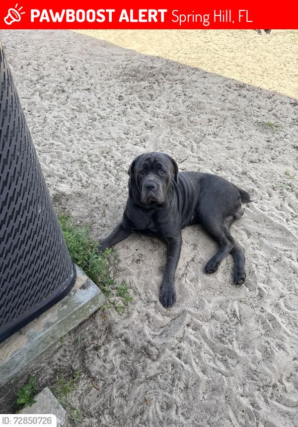 Lost Male Dog last seen springwood /bromley , Spring Hill, FL 34609