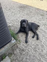 Lost Male Dog last seen springwood /bromley , Spring Hill, FL 34609