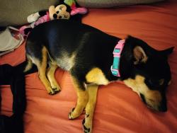 Lost Female Dog last seen Paradise and warm springs, Las Vegas, NV 89119