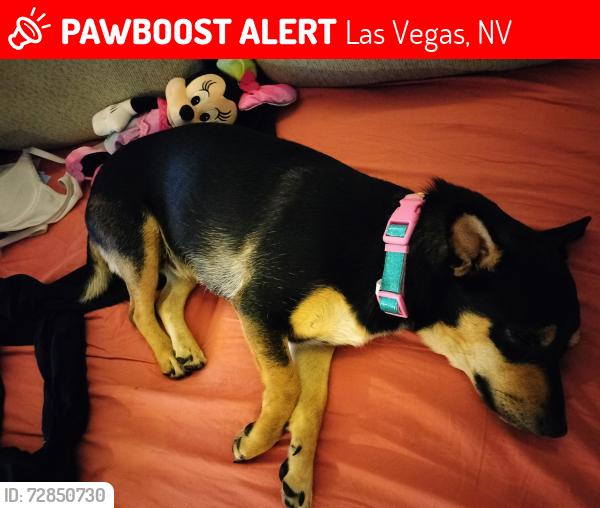 Lost Female Dog last seen Paradise and warm springs, Las Vegas, NV 89119
