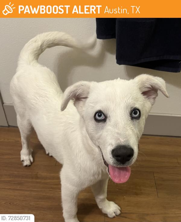 Found/Stray Female Dog last seen Off 290 behind the QT and Pups & Pals Lounge Oak Hill, Austin, TX 78736