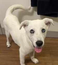 Found/Stray Female Dog last seen Off 290 behind the QT and Pups & Pals Lounge Oak Hill, Austin, TX 78736