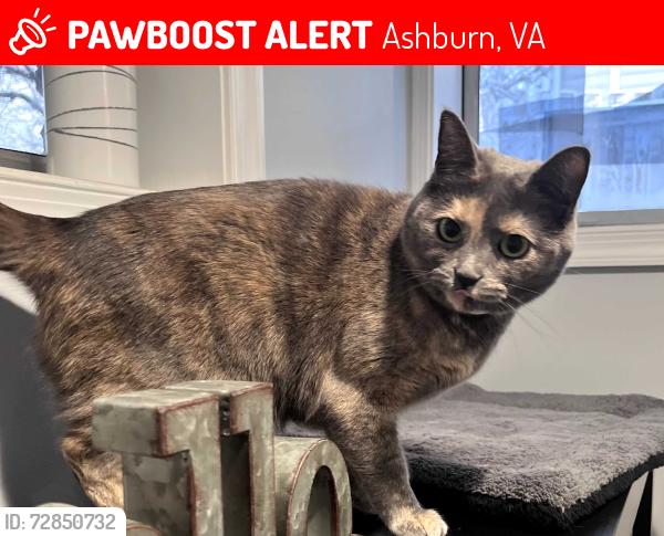 Lost Female Cat last seen Needham Way, Ashburn, VA 20147