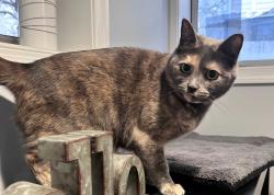 Lost Female Cat last seen Needham Way, Ashburn, VA 20147