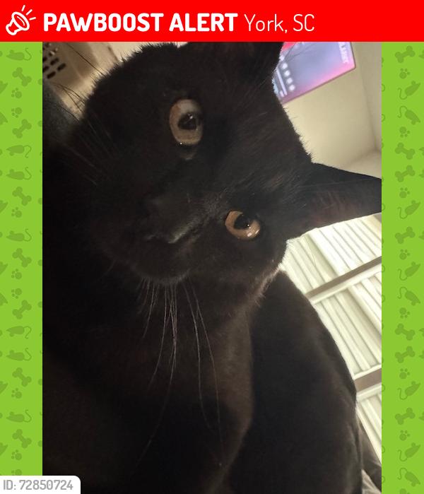 Lost Male Cat last seen by the Walgreens on liberty street and behind Hunter Street Elementary School, York, SC 29745