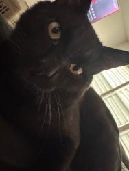 Lost Male Cat last seen by the Walgreens on liberty street and behind Hunter Street Elementary School, York, SC 29745
