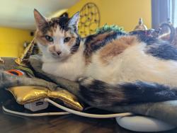 Lost Female Cat last seen Country Lane , Collinsville, IL 62234