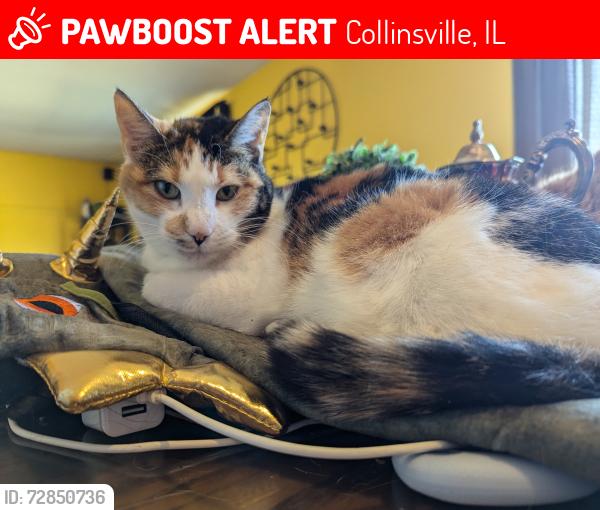 Lost Female Cat last seen Country Lane , Collinsville, IL 62234