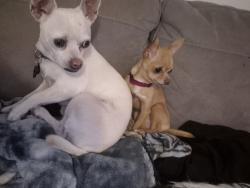Lost Female Dog last seen Zuni, Albuquerque, NM 87108