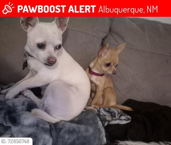 Lost Female Dog last seen Zuni, Albuquerque, NM 87108