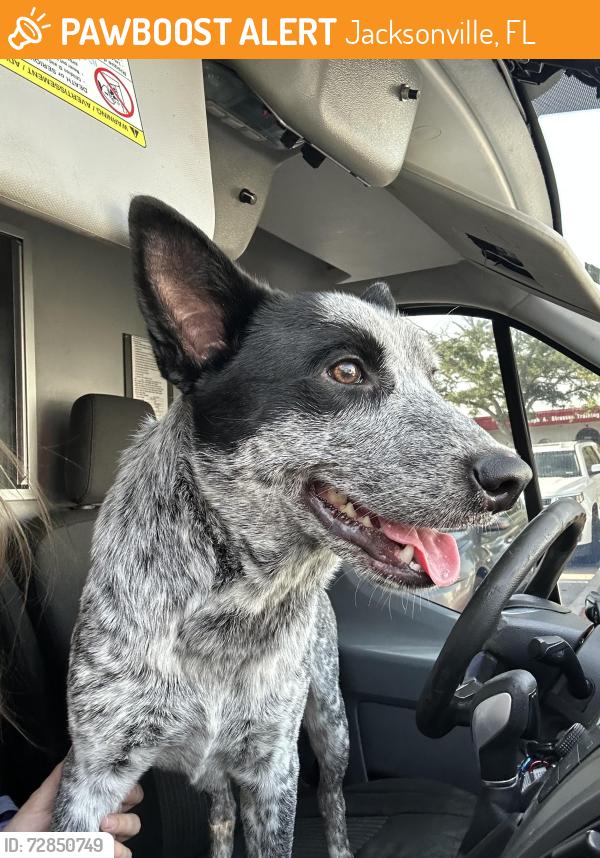 Found/Stray Male Dog last seen Century ambulance , Jacksonville, FL 32205
