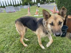 Found/Stray Female Dog last seen Stockton Chinese Cemetery, French Camp, CA 95231