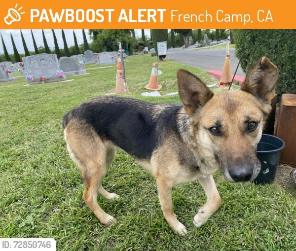 Found/Stray Female Dog last seen Stockton Chinese Cemetery, French Camp, CA 95231