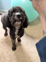 Found/Stray Female Dog last seen Old Norton and Cottage Cir , Fayetteville, GA 30215