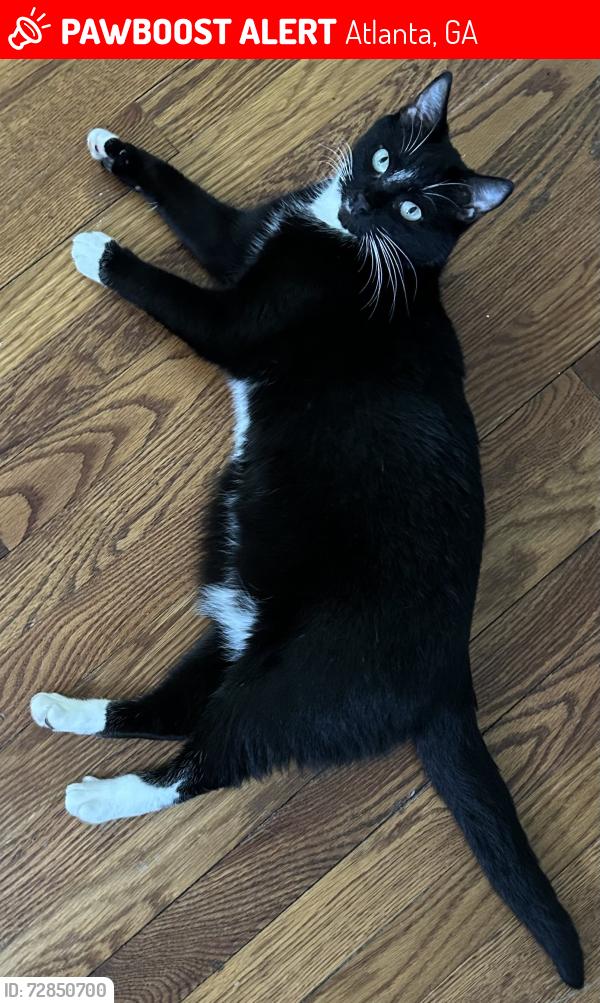 Lost Female Cat last seen Ridgemore Rd. NW and Ridgemore PL NW., Atlanta, GA 30318