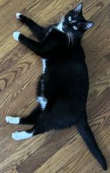Lost Female Cat last seen Ridgemore Rd. NW and Ridgemore PL NW., Atlanta, GA 30318