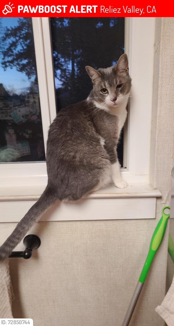 Lost Male Cat last seen Withers Ave & Gloria Terrace, Reliez Valley, CA 94549