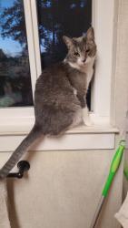 Lost Male Cat last seen Withers Ave & Gloria Terrace, Reliez Valley, CA 94549