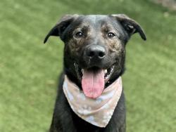 Shelter Stray Male Dog last seen CHARLOTTE, Charlotte, NC 28217