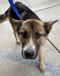 Shelter Stray Female Dog last seen Near BLOCK EDISON HWY, BAKERSFIELD CA 93307, Bakersfield, CA 93308