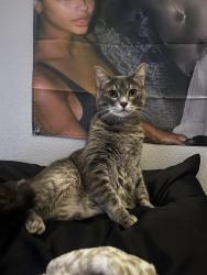 Lost Female Cat last seen W Pearson st near kinglet or jill , Hernando, FL 34442