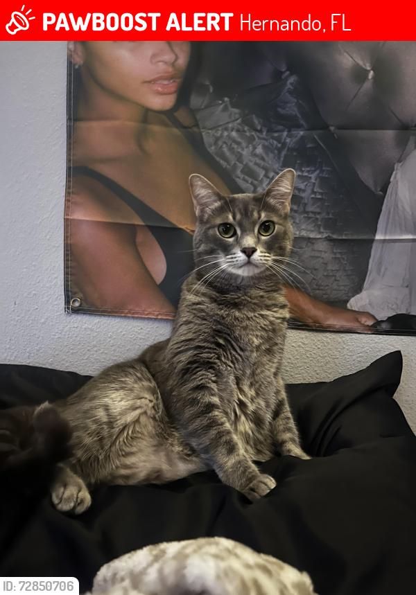 Lost Female Cat last seen W Pearson st near kinglet or jill , Hernando, FL 34442