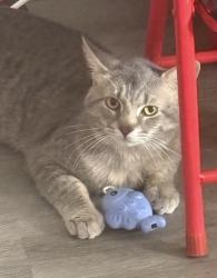 Lost Male Cat last seen Columbus Street, Grove City, OH 43123