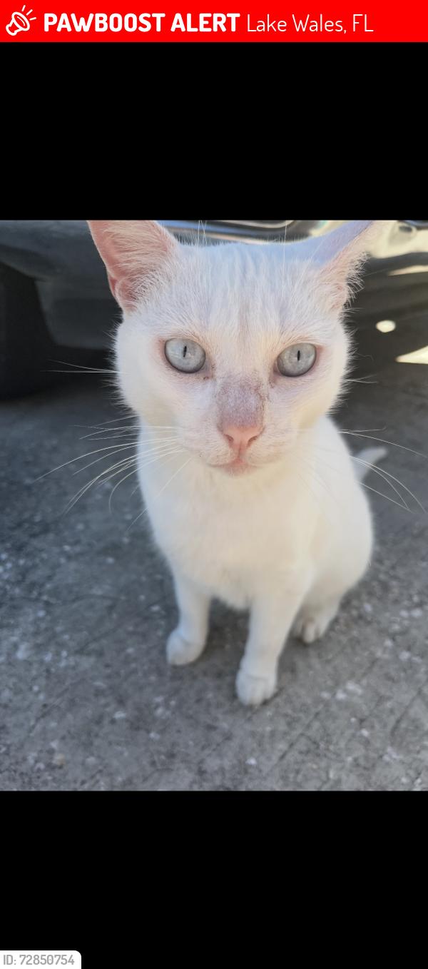 Lost Male Cat last seen 10th street in lake wales fl, Lake Wales, FL 33853