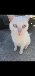 Lost Male Cat last seen 10th street in lake wales fl, Lake Wales, FL 33853