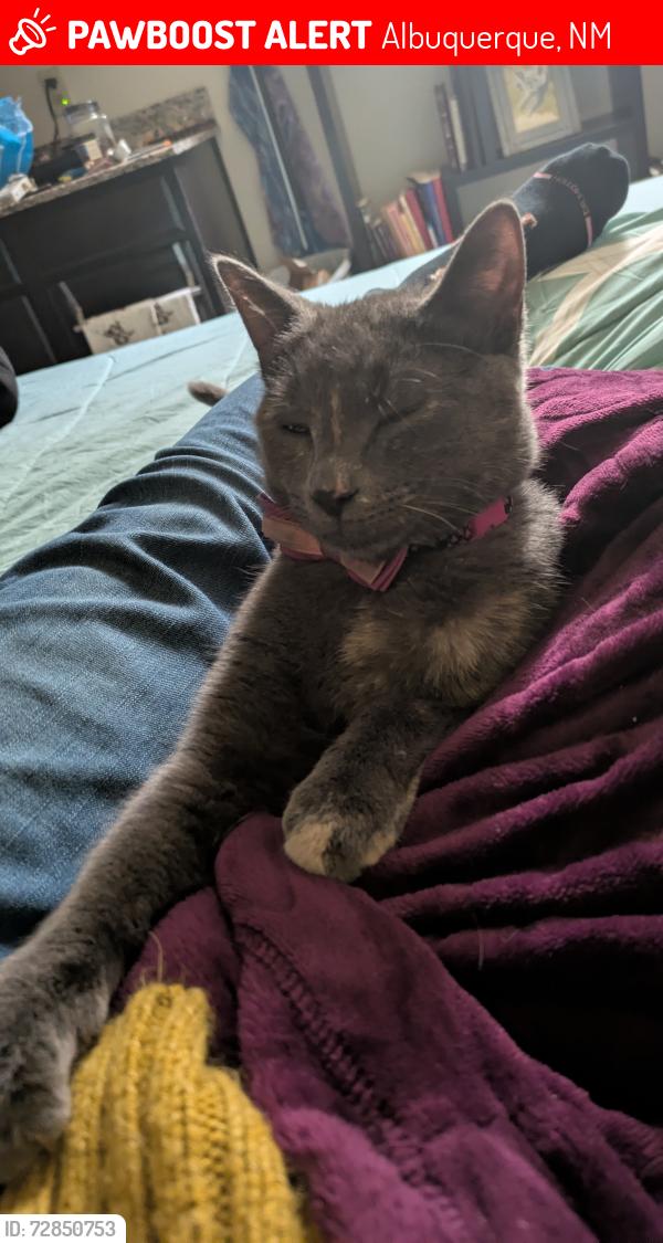 Lost Female Cat last seen Sheldon and G , Albuquerque, NM 87105