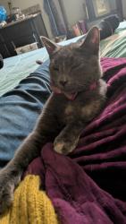 Lost Female Cat last seen Sheldon and G , Albuquerque, NM 87105